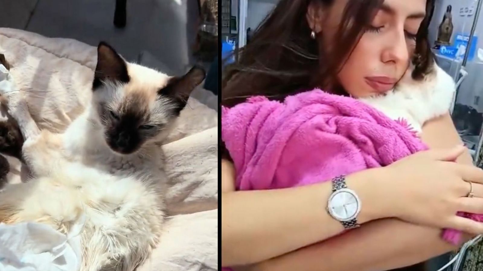 Joven advierte sobre peligros de las piedras sanitarias tras muerte de su gata
