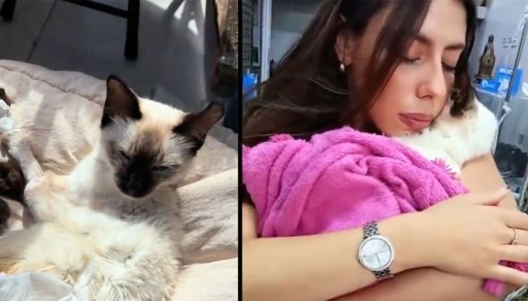 Joven advierte sobre peligros de las piedras sanitarias tras muerte de su gata
