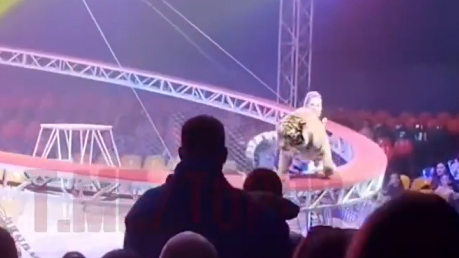 Saltó hacia el público: Tigre genera el pánico en circo de Rusia
