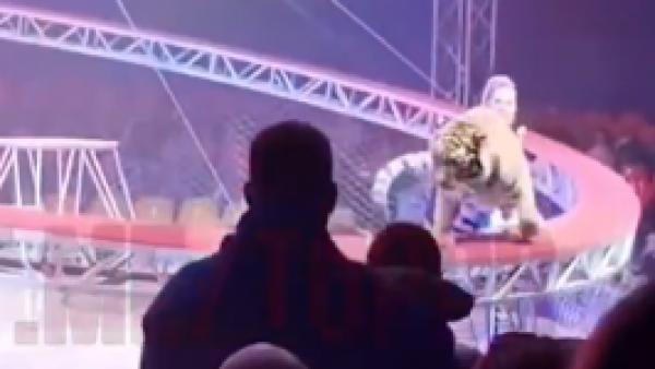 Saltó hacia el público: Tigre genera el pánico en circo de Rusia
