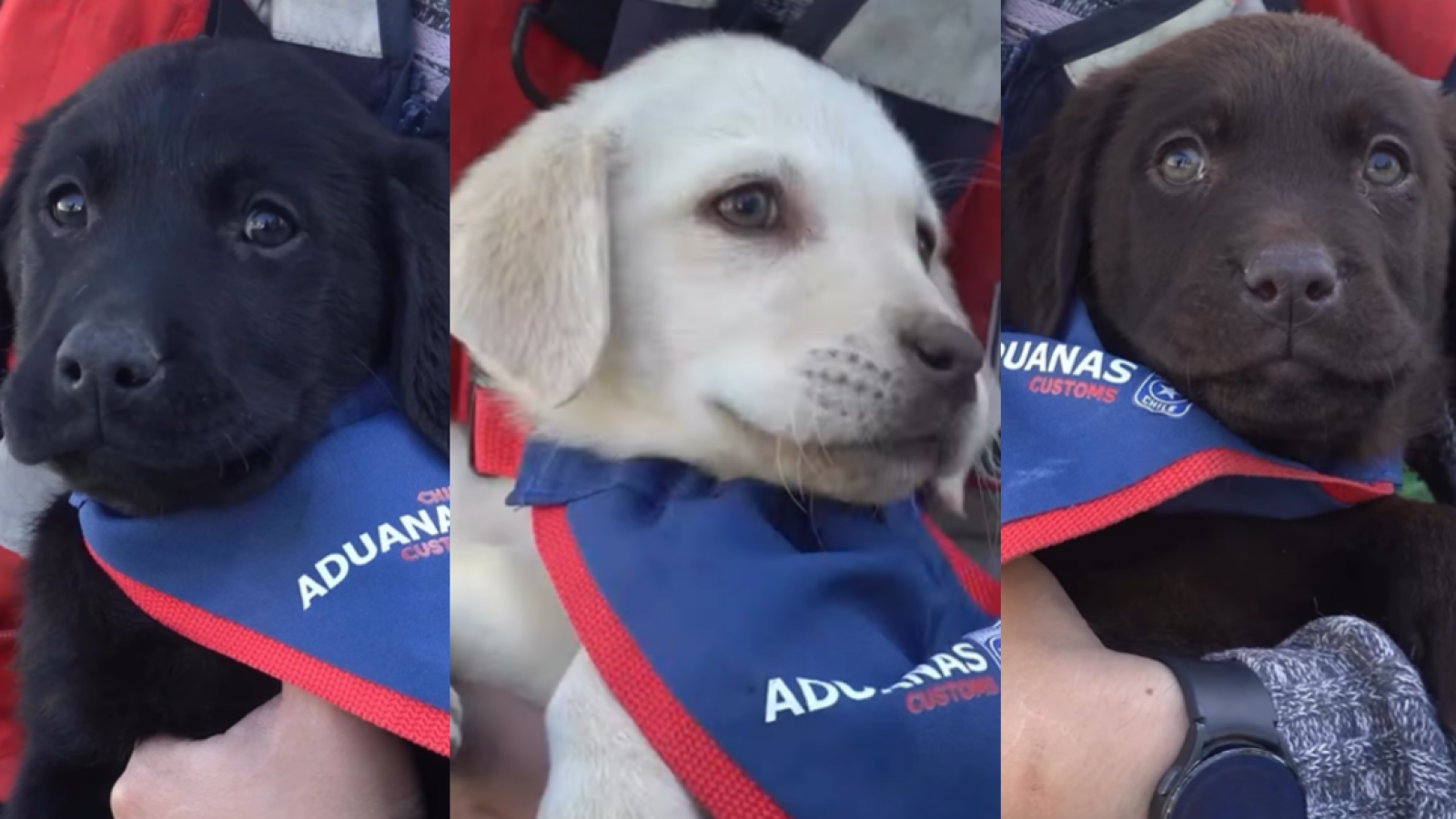 <p>Presentan a los próximos perros detectores del Servicio Nacional de Aduanas</p>
