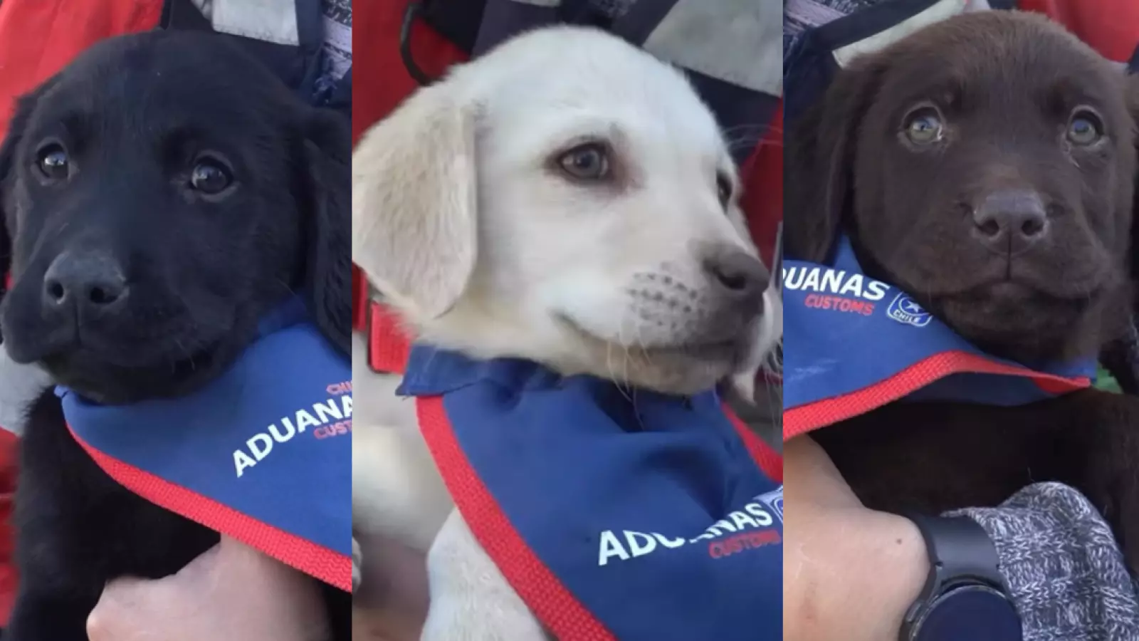 Presentan a los próximos perros detectores del Servicio Nacional de Aduanas