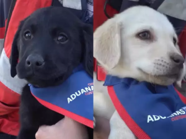 Presentan a los próximos perros detectores del Servicio Nacional de Aduanas
