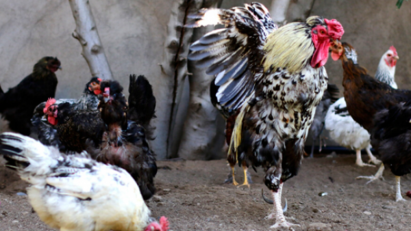 China prohíbe la importación de aves de corral desde Chile debido a la gripe aviar

