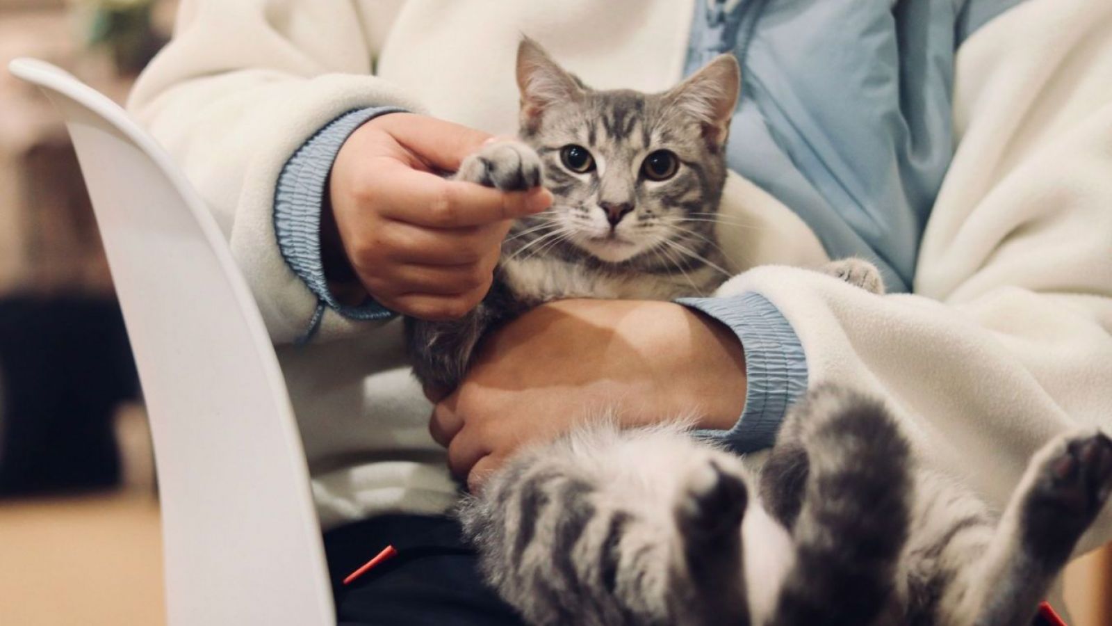 Anemia felina: Síntomas clave y cuándo acudir al veterinario
