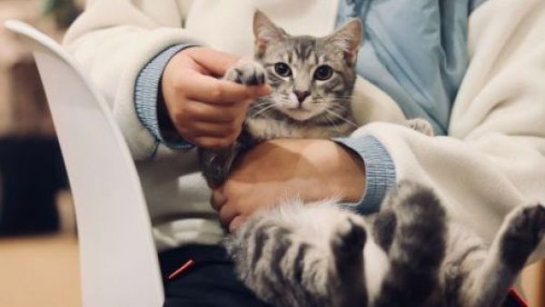 Anemia felina: Síntomas clave y cuándo acudir al veterinario
