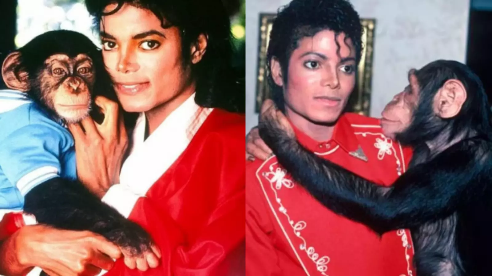 Así está hoy Bubbles, el famoso chimpancé de Michael Jackson