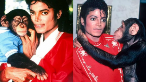 <p>Así está hoy Bubbles, el famoso chimpancé de Michael Jackson</p>Así está hoy Bubbles, el famoso chimpancé de Michael Jackson
