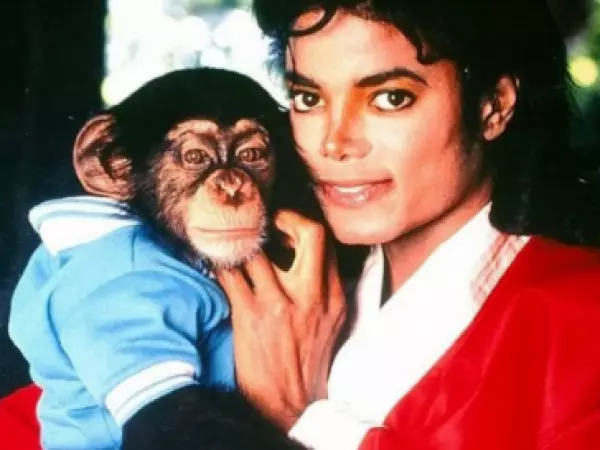 Así está hoy Bubbles, el famoso chimpancé de Michael Jackson