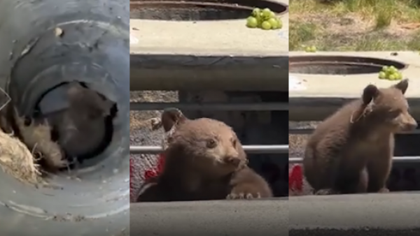 <p>Rescatan a cachorro de oso atrapado en una alcantarilla en California</p>Rescatan a cachorro de oso atrapado en una alcantarilla en California
