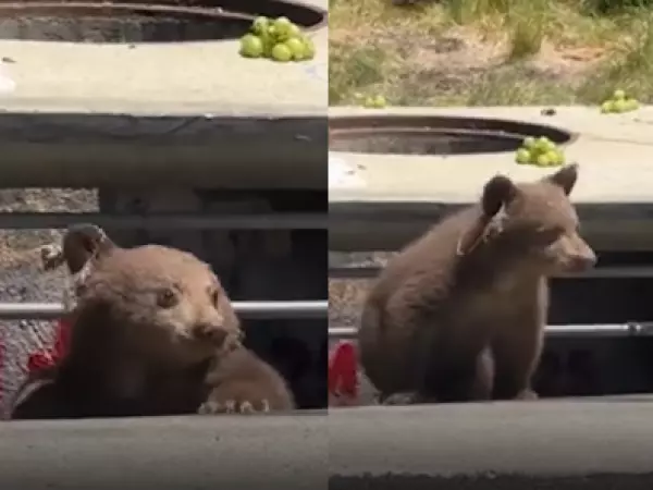 Rescatan a cachorro de oso atrapado en una alcantarilla en California