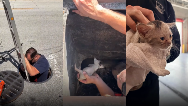 <p>Final feliz: bomberos rescatan a gatito atrapado en una alcantarilla en EE.UU.</p>Final feliz: bomberos rescatan a gatito atrapado en una alcantarilla en EE.UU.
