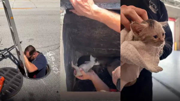 Final feliz: bomberos rescatan a gatito atrapado en una alcantarilla en EE.UU.