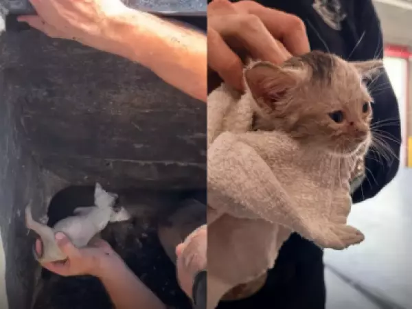 Final feliz: bomberos rescatan a gatito atrapado en una alcantarilla en EE.UU.