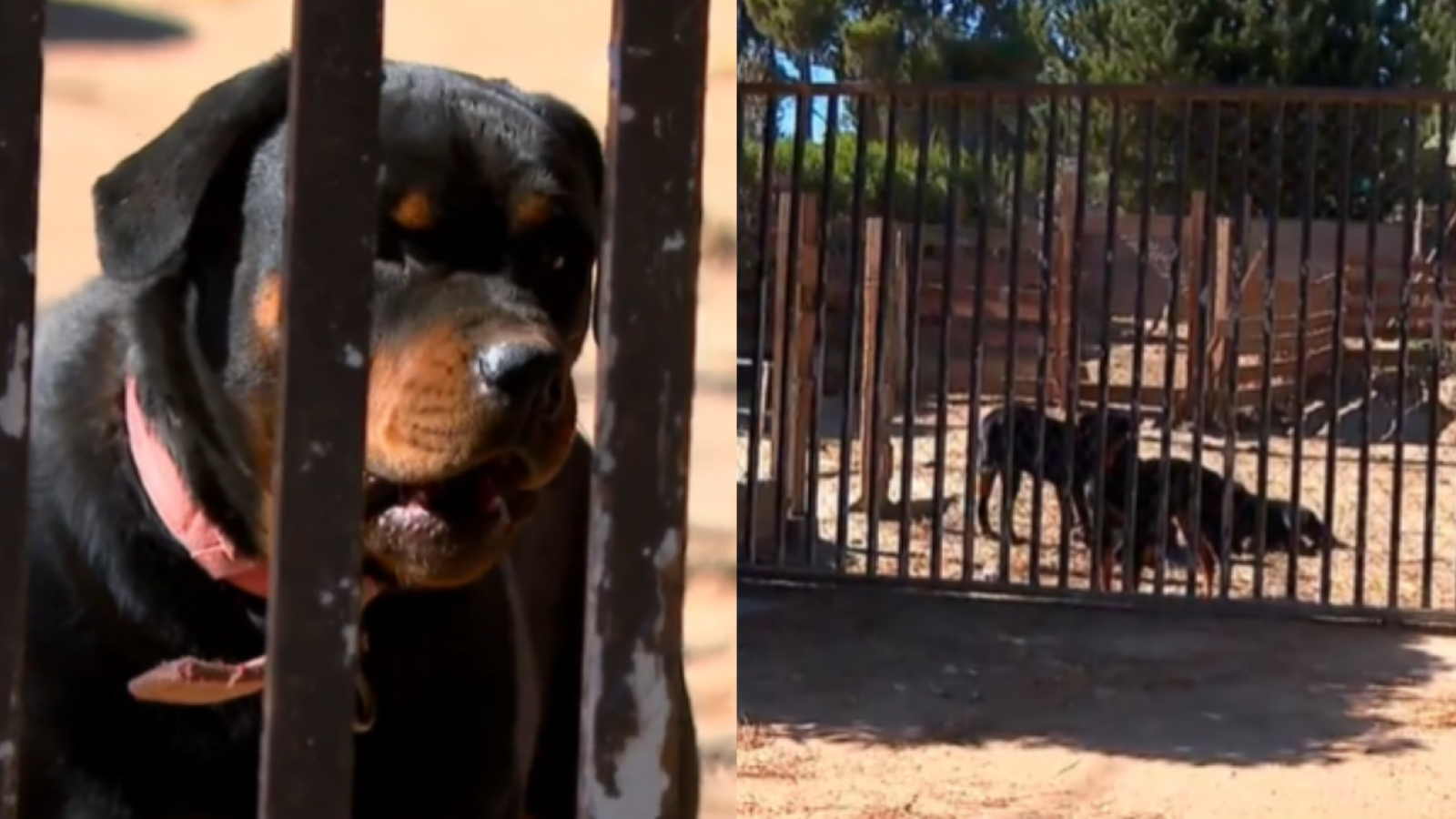<p>Ataque de perros rottweiler mantiene en riesgo vital a adulto mayor en Valparaíso</p>
