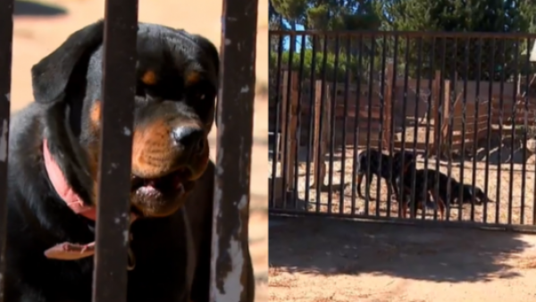 <p>Ataque de perros rottweiler mantiene en riesgo vital a adulto mayor en Valparaíso</p>Ataque de perros rottweiler mantiene en riesgo vital a adulto mayor en Valparaíso

