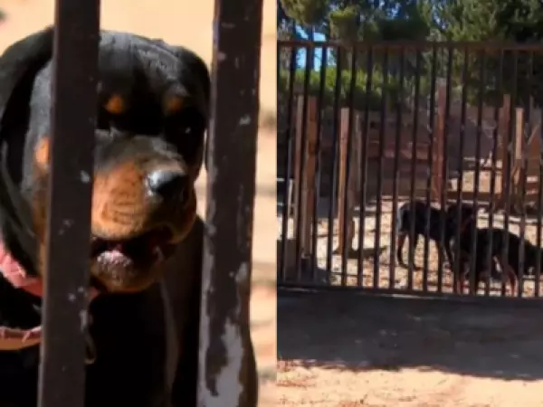 Ataque de perros rottweiler mantiene en riesgo vital a adulto mayor en Valparaíso