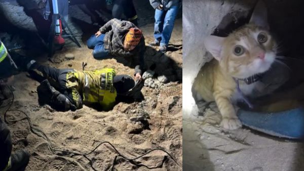 Exitoso trabajo de bomberos: El momento del rescate de gatito atrapado en cueva de Caldera
