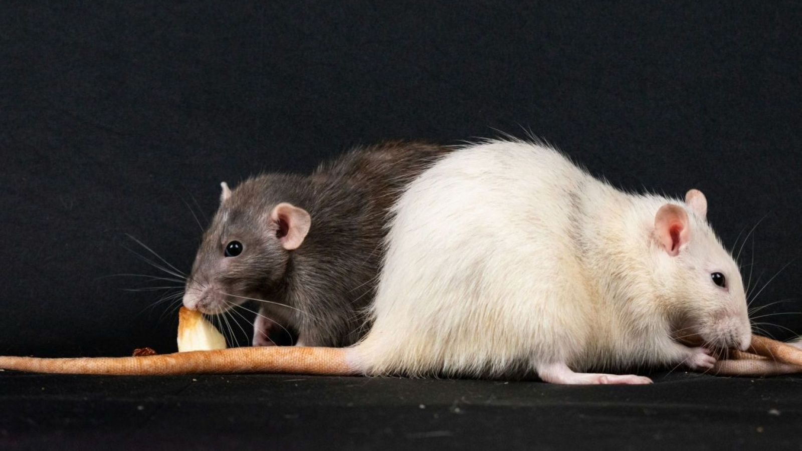 <p>Brote de hantavirus en crucero: experto detalla forma de contagio entre personas</p>
