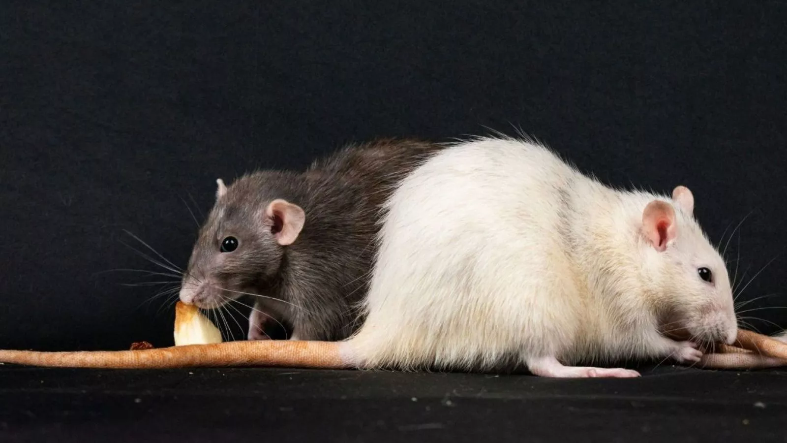 Brote de hantavirus en crucero: experto detalla forma de contagio entre personas
