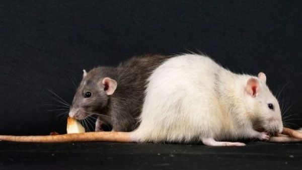 <p>Brote de hantavirus en crucero: experto detalla forma de contagio entre personas</p>Brote de hantavirus en crucero: experto detalla forma de contagio entre personas
