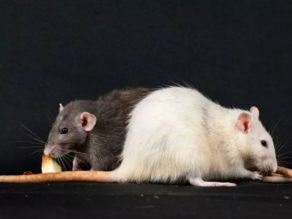 Brote de hantavirus en crucero: experto detalla forma de contagio entre personas