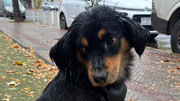 ¡Buscamos a los humanos de este perrito!