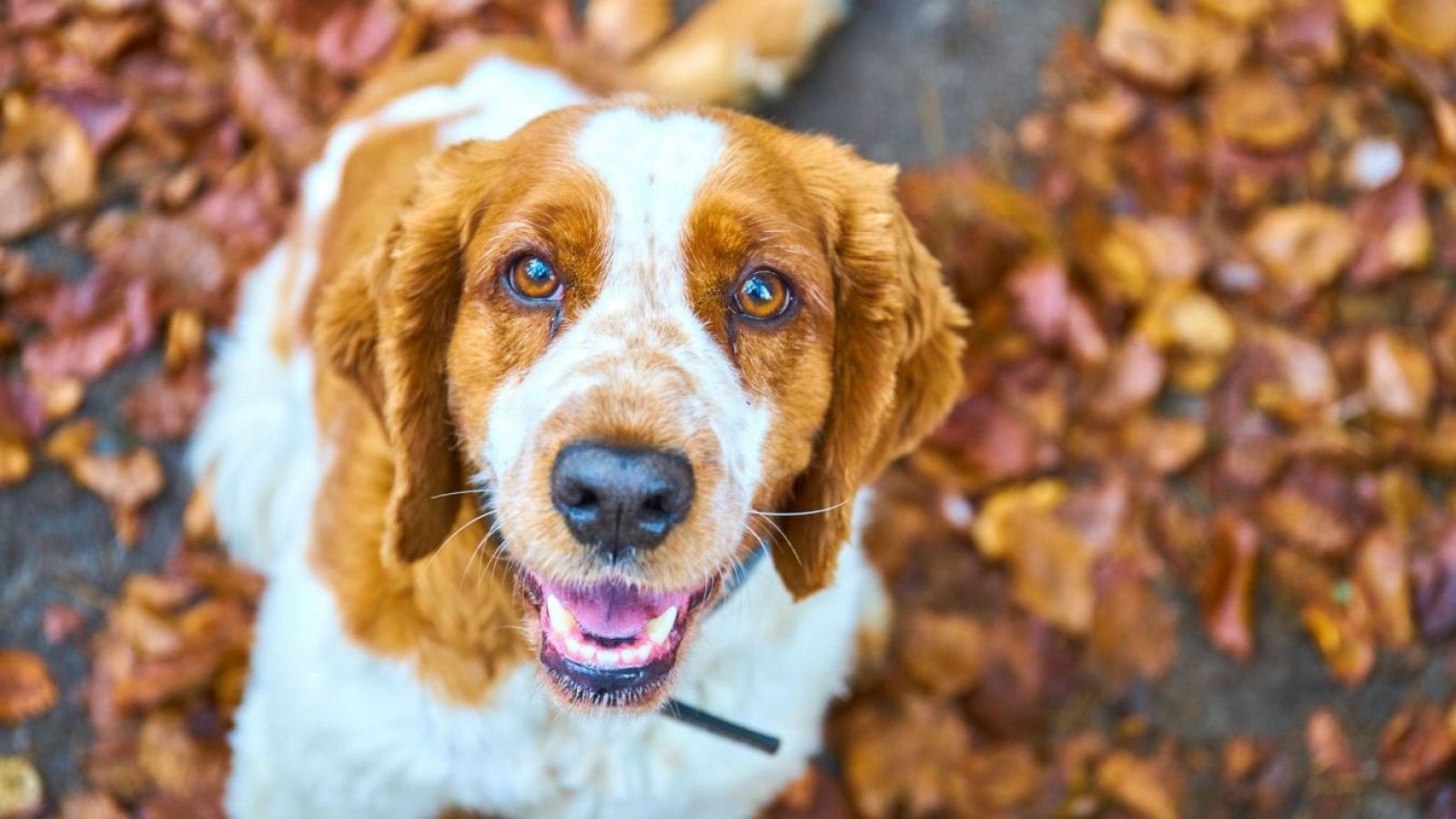 <p>En otoño e invierno aumentan las enfermedades que contagian a los perros </p>
