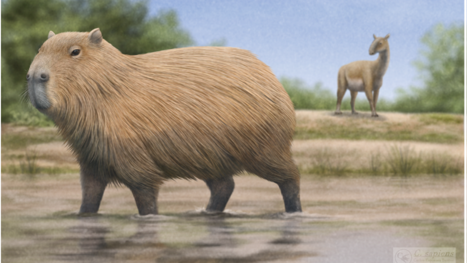 Capibaras gigantes en Chile: Importante hallazgo arqueológico en La Araucanía
