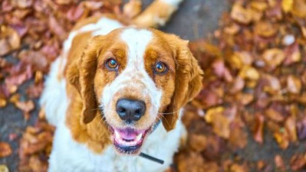<p>En otoño e invierno aumentan las enfermedades que contagian a los perros </p>Virus caninos: En otoño e invierno aumentan las enfermedades que contagian a los perros
