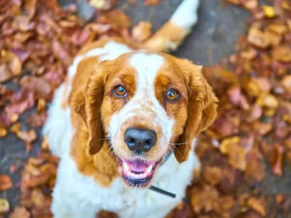 En otoño e invierno aumentan las enfermedades que contagian a los perros