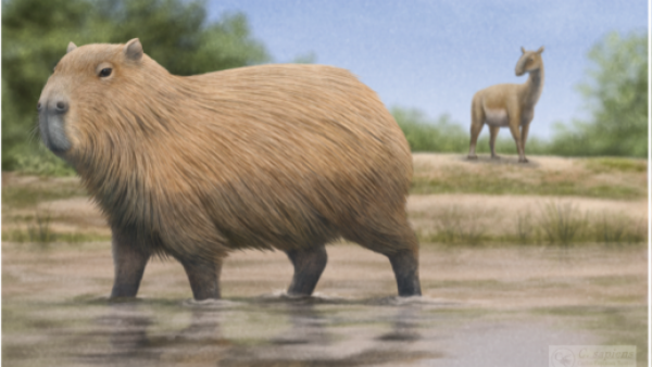 Capibaras gigantes en Chile: Importante hallazgo arqueológico en La Araucanía
