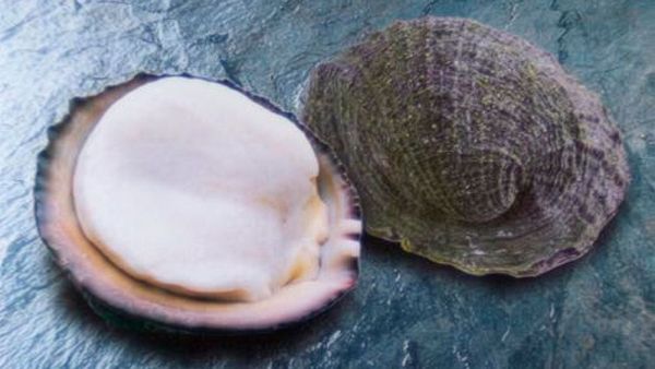 Vacuna chilena con proteína del "loco" muestra avances contra el melanoma

