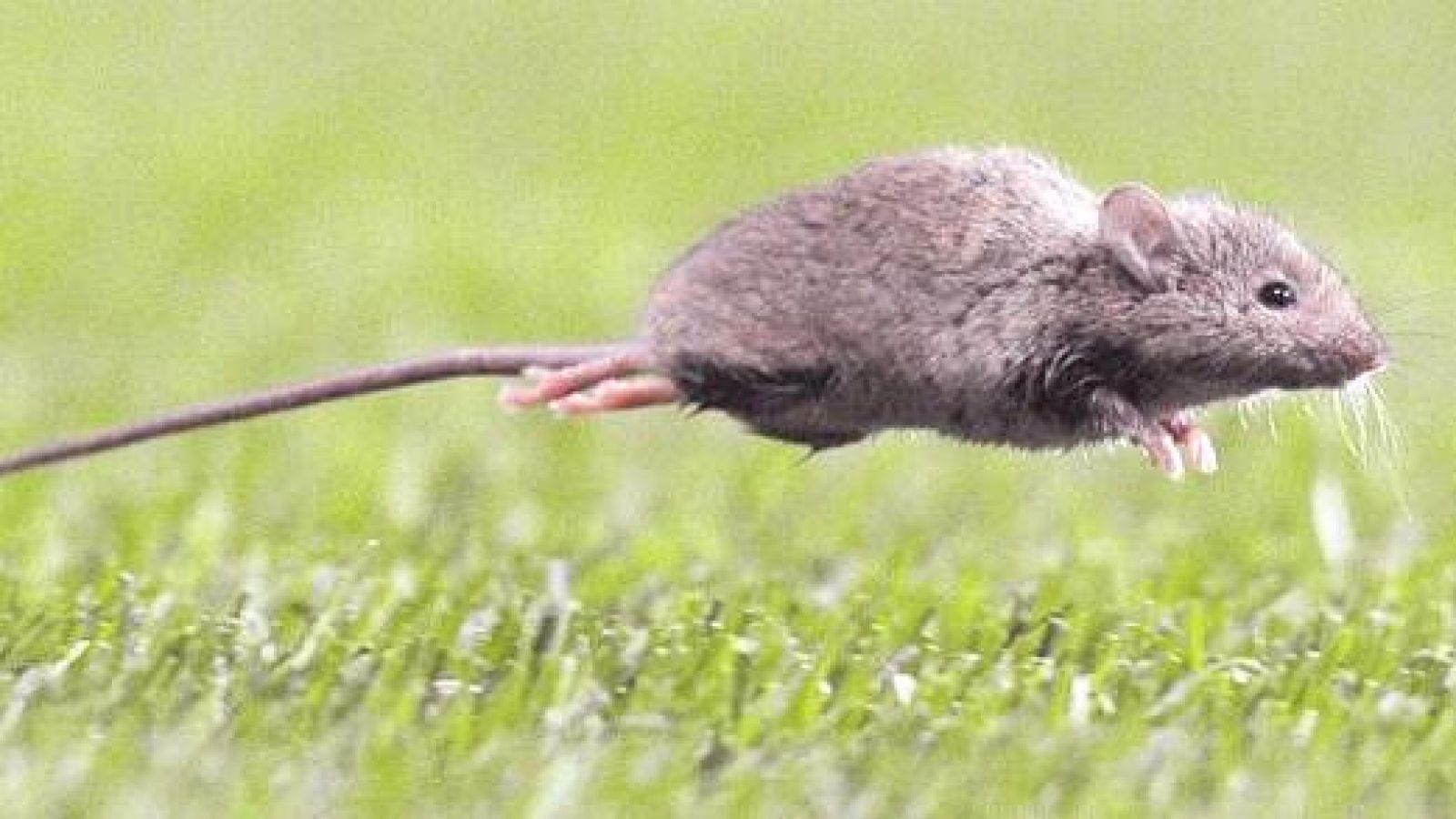 Hantavirus: cómo identificar al ratón colilargo y prevenir contagios
