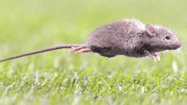 Hantavirus: cómo identificar al ratón colilargo y prevenir contagios
