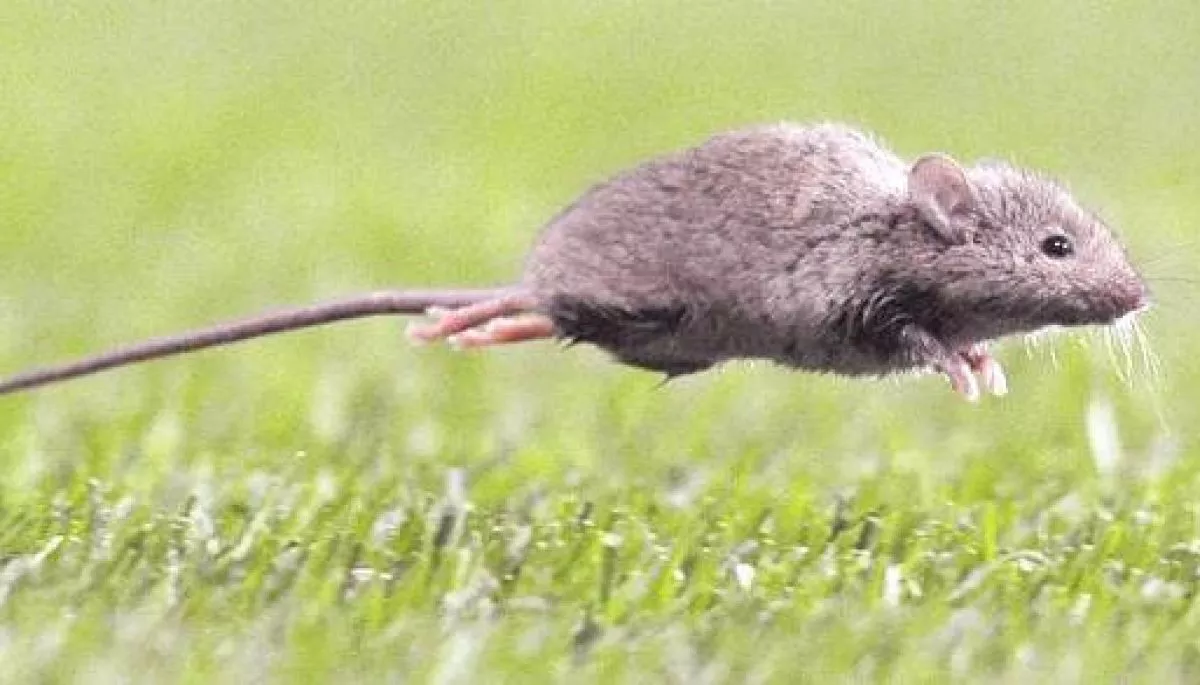 Hantavirus: cómo identificar al ratón colilargo y prevenir contagios | TVN