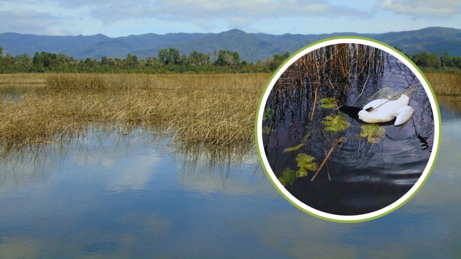 Gripe aviar no afloja: 22 focos y 739 ejemplares de ocho especies afectadas
