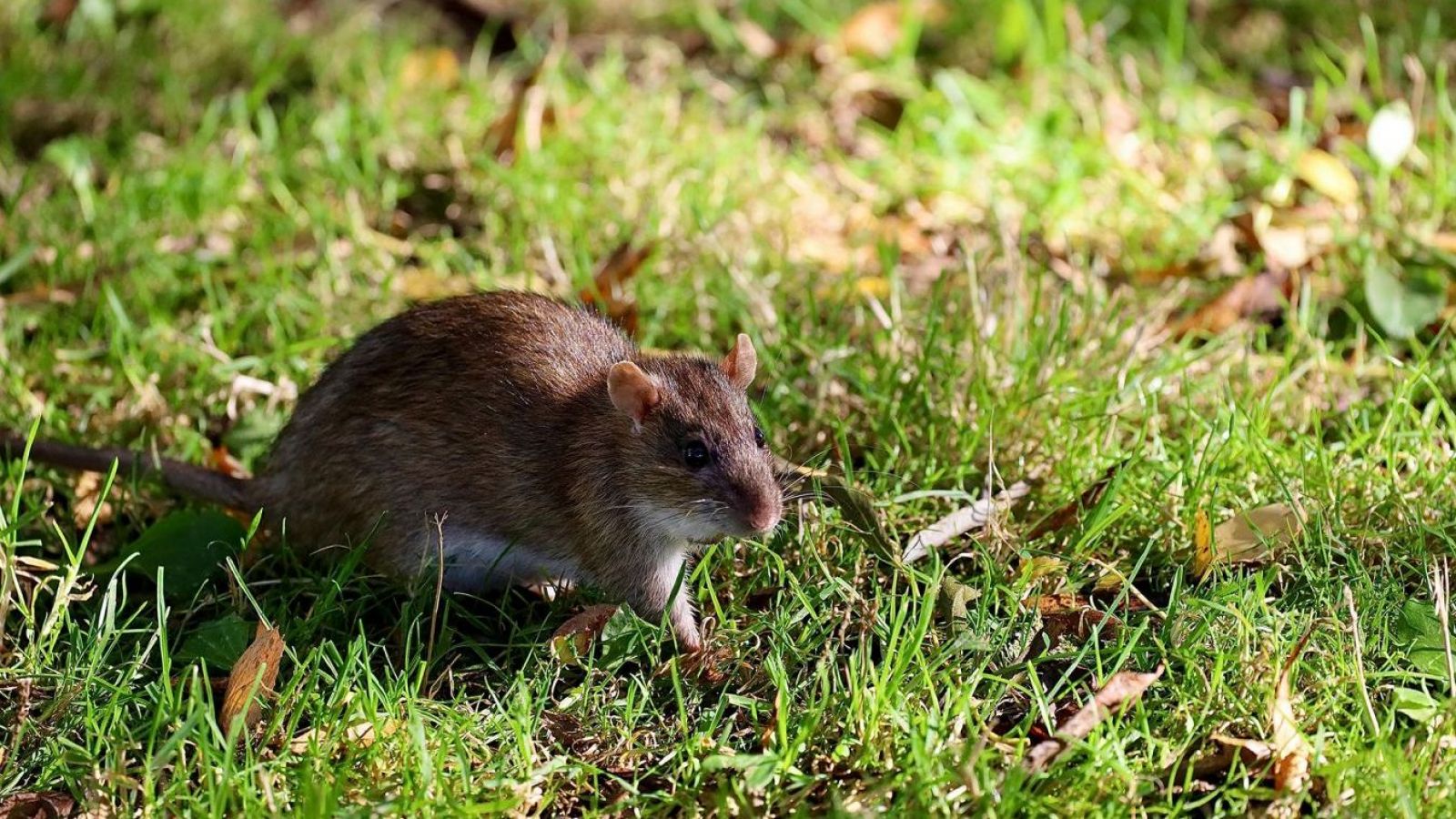 "Infrecuente”: especialistas U. de Chile explican transmisión de la cepa Andes del hantavirus
