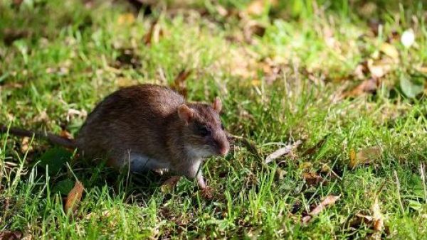 "Infrecuente”: especialistas U. de Chile explican transmisión de la cepa Andes del hantavirus
