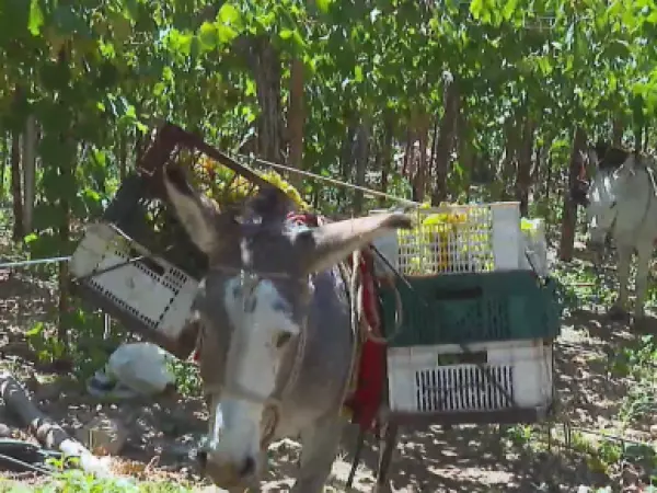 Entre viñas y burros: una vendimia llena de tradición en "Chile Conectado"