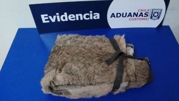 <p>Incautan pieles de puma ocultas en auto de ciudadana argentina en Monte Aymond</p>Incautan pieles de puma ocultas en auto de ciudadana argentina en Monte Aymond

