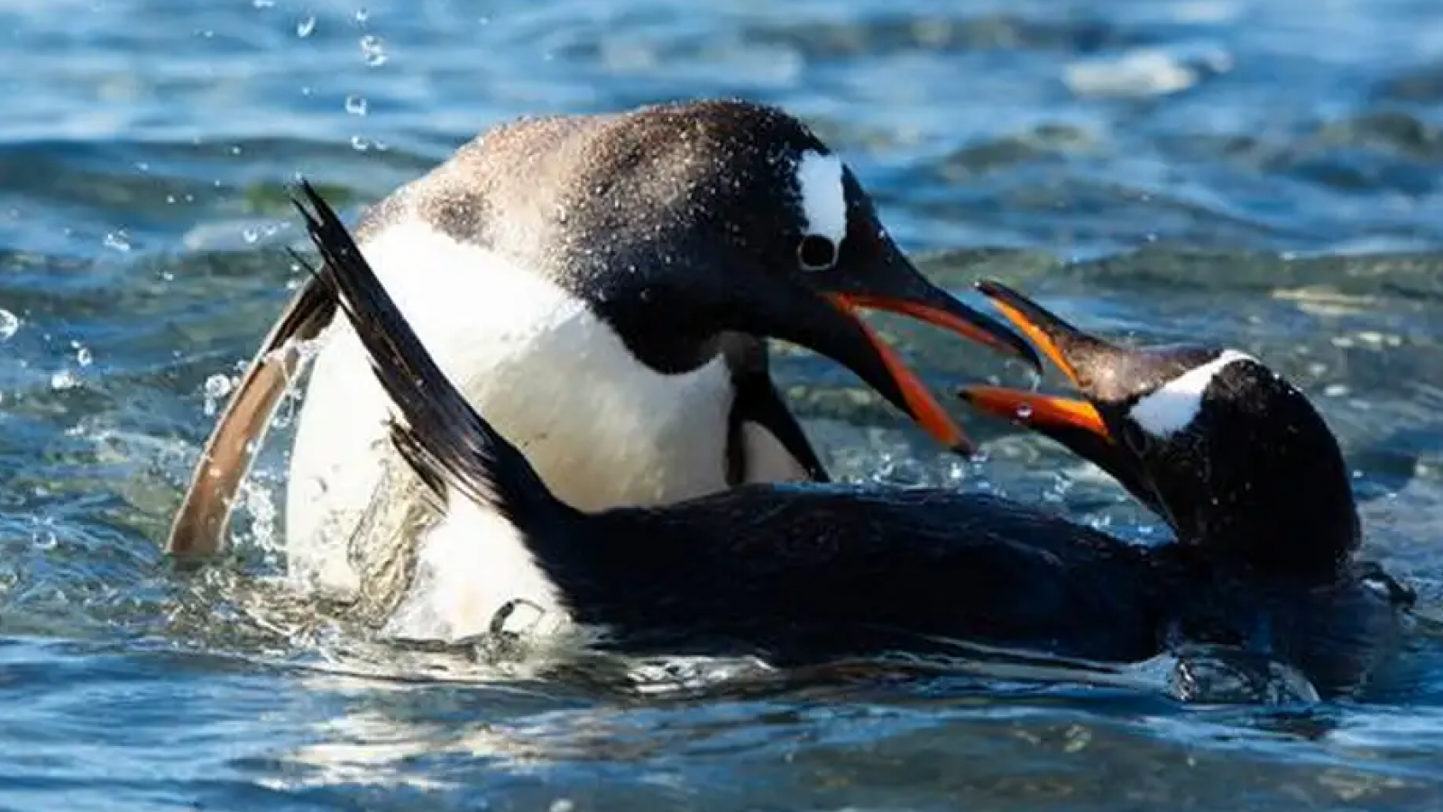 <p>Un siglo después: descubren una nueva especie de pingüino en la Antártida</p>
