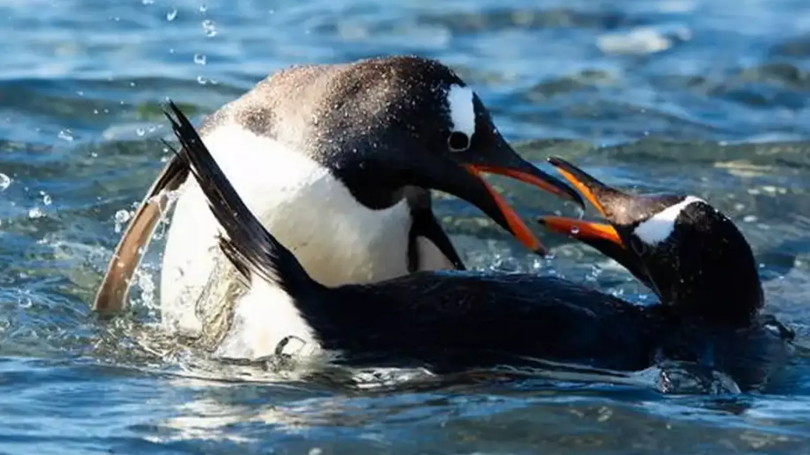 Un siglo después: descubren una nueva especie de pingüino en la Antártida