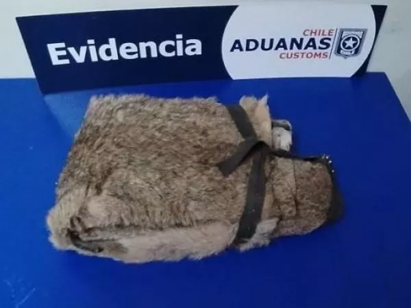 Incautan pieles de puma ocultas en auto de ciudadana argentina en Monte Aymond