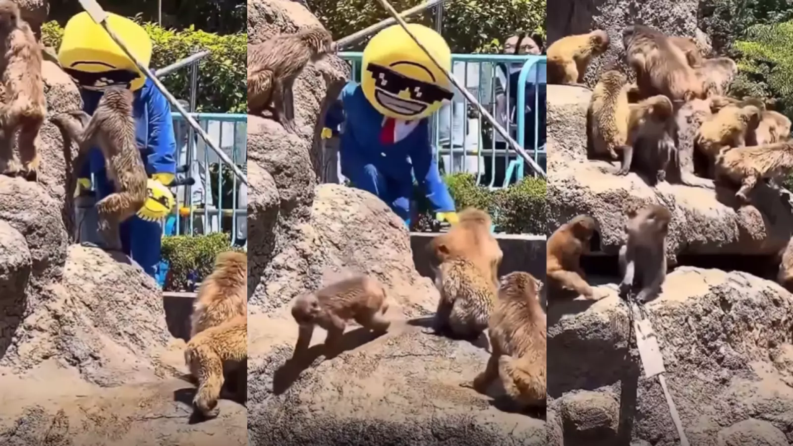 Lo puso en peligro: Turista entró a la jaula del monito Punch en Japón