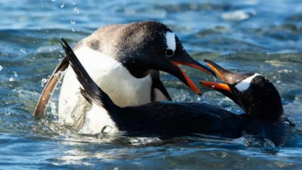 <p>Un siglo después: descubren una nueva especie de pingüino en la Antártida</p>Un siglo después: descubren una nueva especie de pingüino en la Antártida
