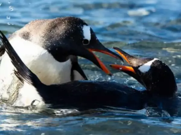 Un siglo después: descubren una nueva especie de pingüino en la Antártida