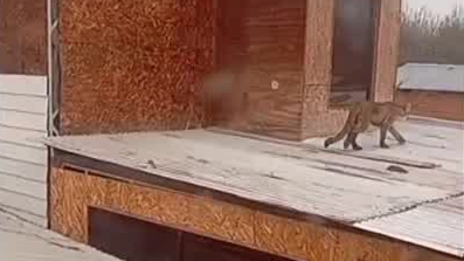 Fue visto por los techos de algunas casas: Puma suelto genera preocupación en Paine
