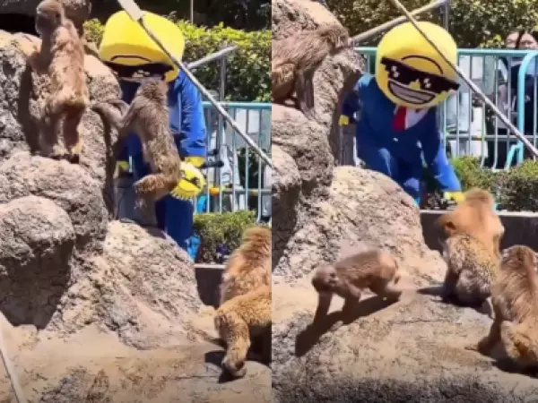 Lo puso en peligro: Turista entró a la jaula del monito Punch en Japón