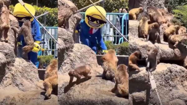 <p>Lo puso en peligro: Turista entró a la jaula del monito Punch en Japón</p>Lo puso en peligro: Turista entró a la jaula del monito Punch en Japón
